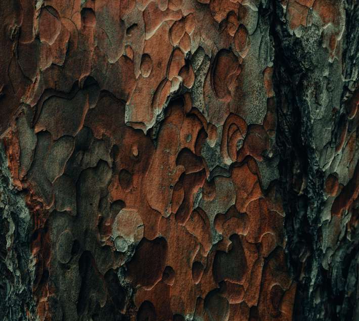 Close up photo of tree bark