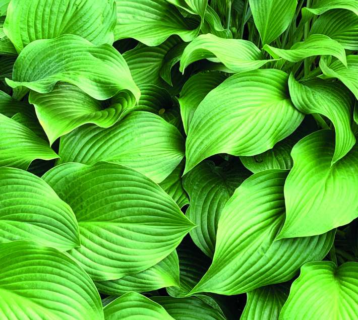 A close-up photo of green leaves