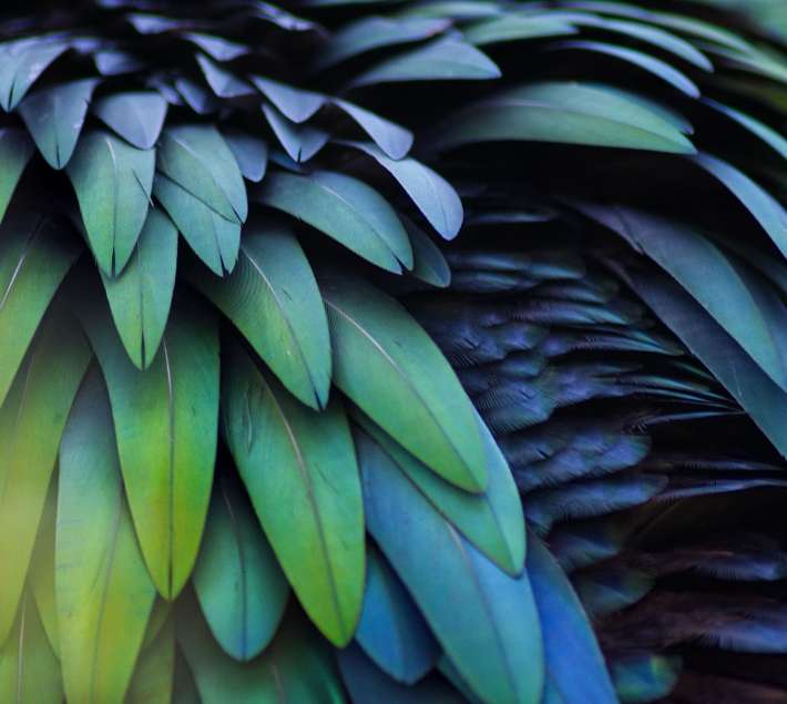 Close up photo of blue and green feathers