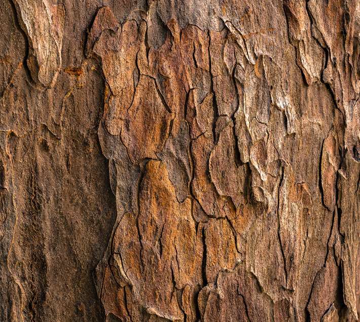 Tree bark 2