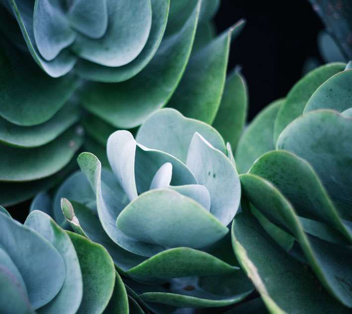 Dark green plants