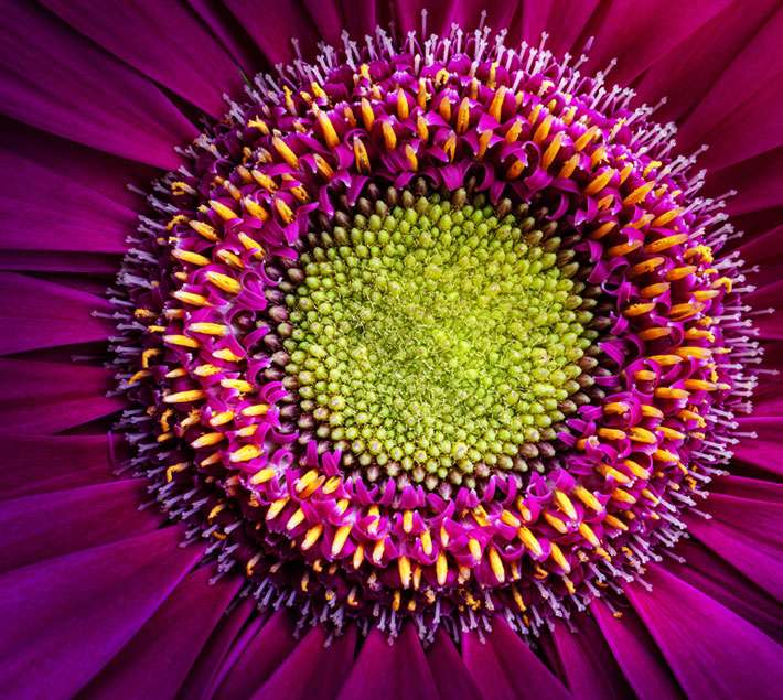 Purple sunflower