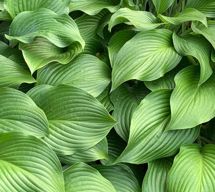 Waving leaves