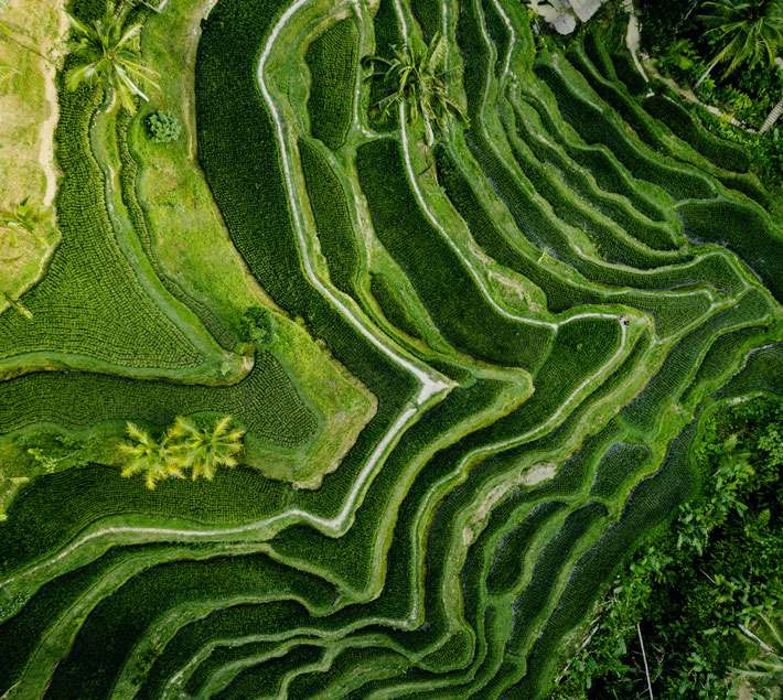 Rice fields from above