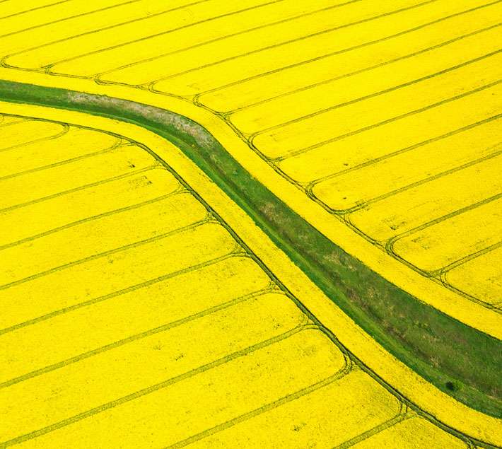 Rapeseed fields from above