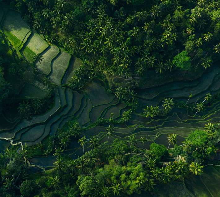 Dark rice terraces