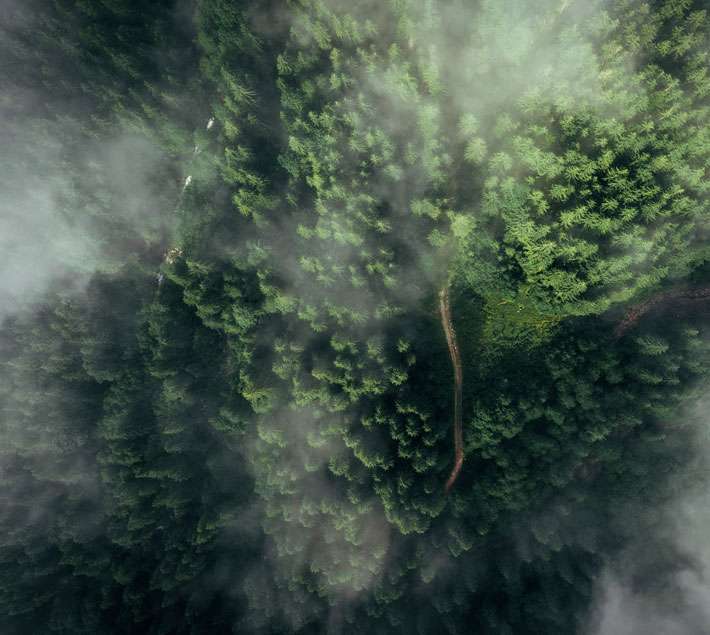 Misty forest from above