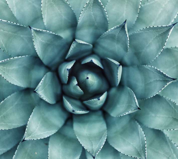Close up image of a blue succulent