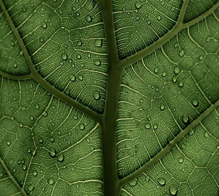 Green leaf close up