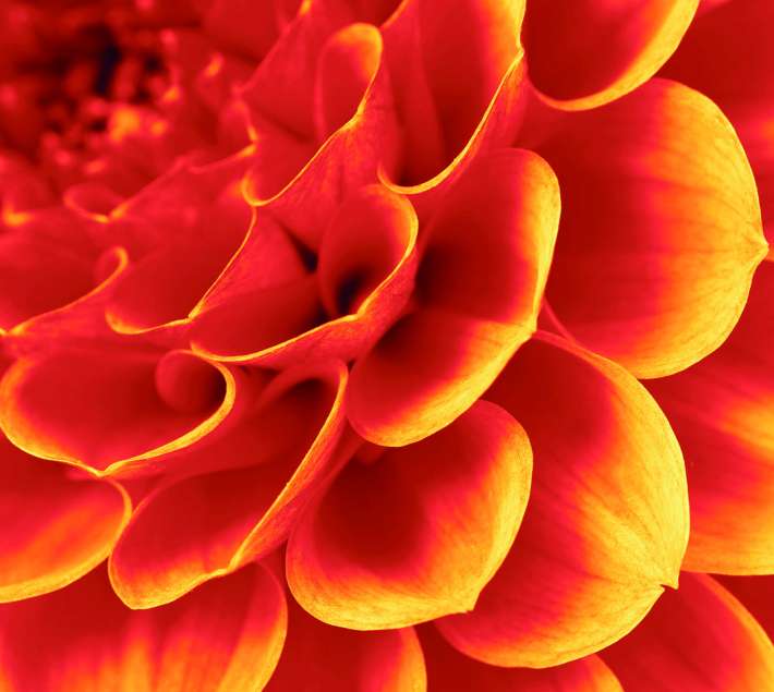 Flower detail