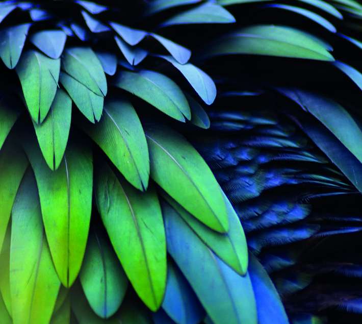 Feathers