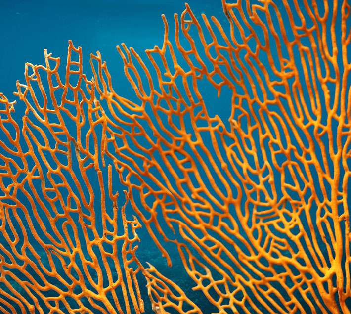 Close up photo of orange coral