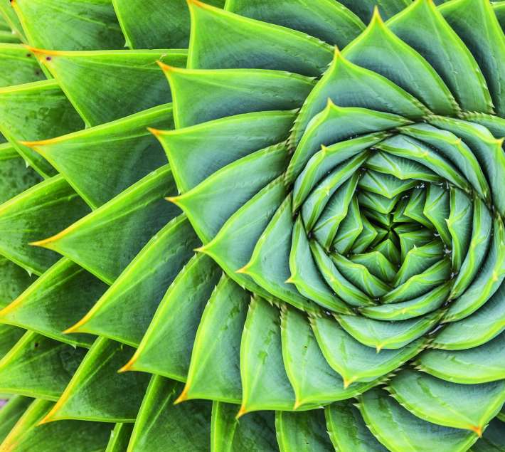 Detail of a plant