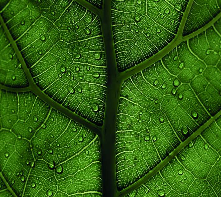 Executive Leadership 