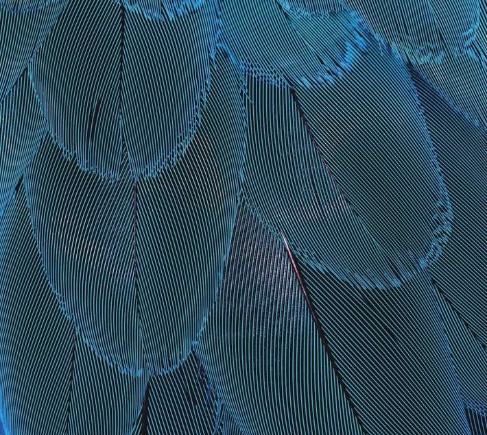 Feathers