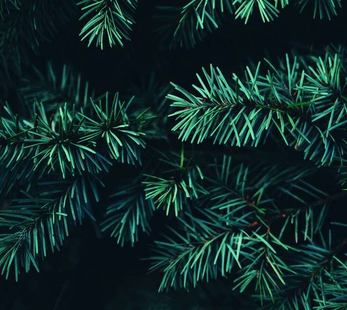 Fir from above