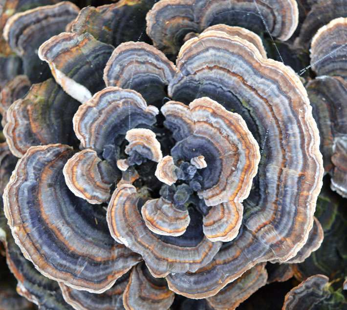 fungus on a tree