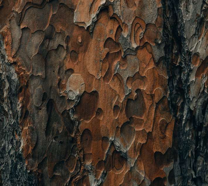 Tree bark