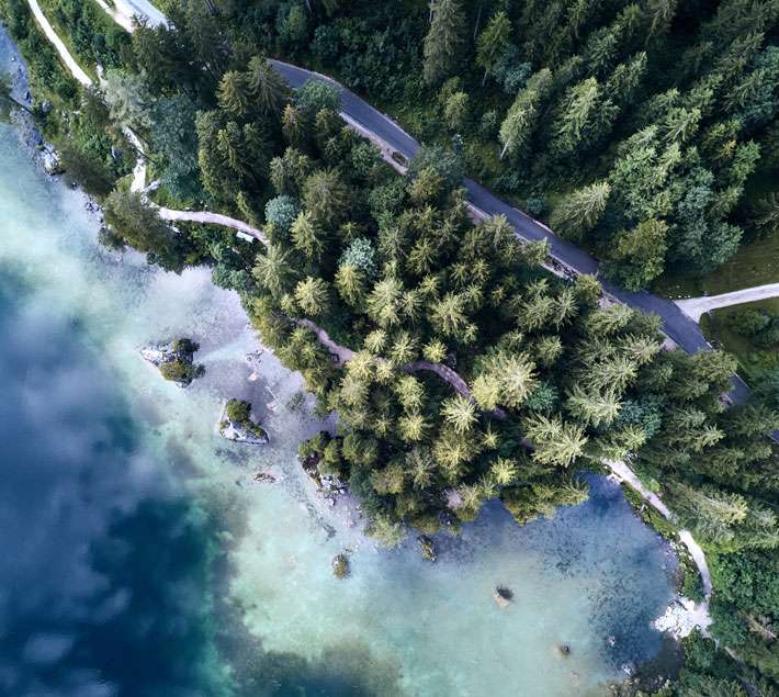 Coniferous forest by the water