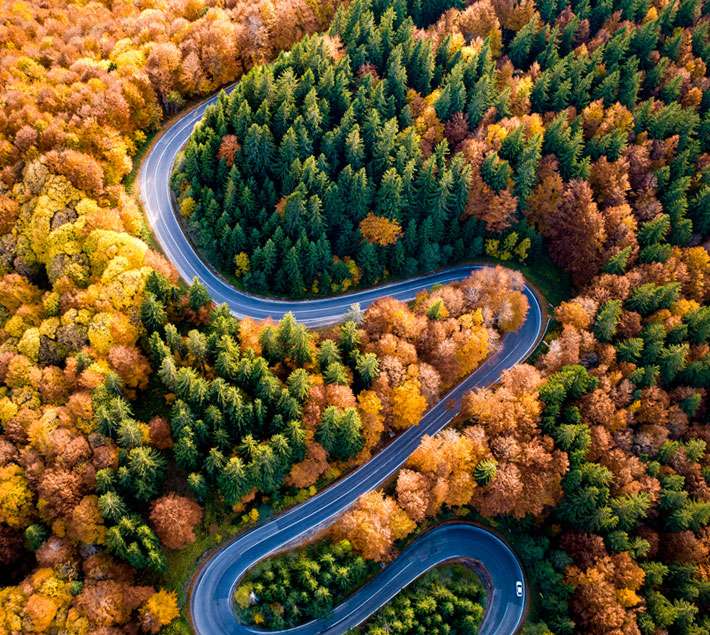 Road and autumn forest