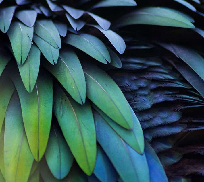 feathers