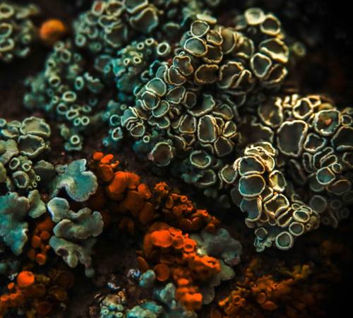 White and orange corals