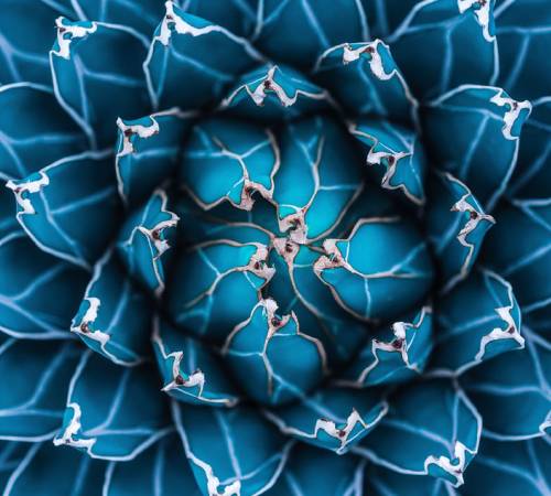 Blue flower
