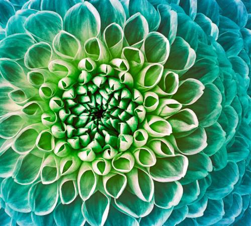 Green and turquoise flower