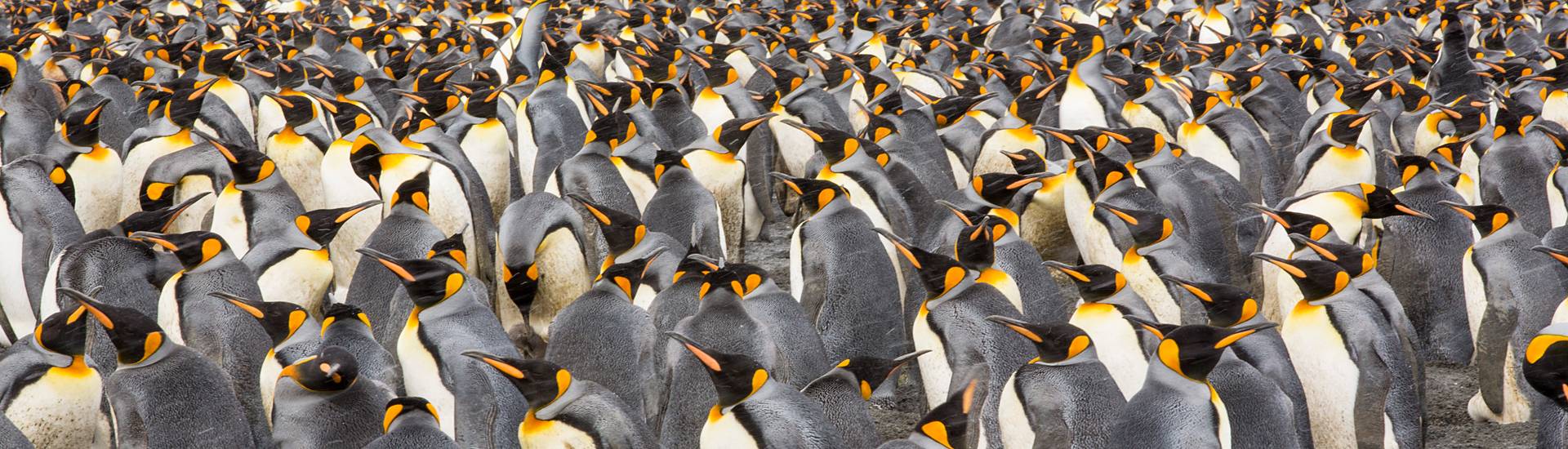 penguins
