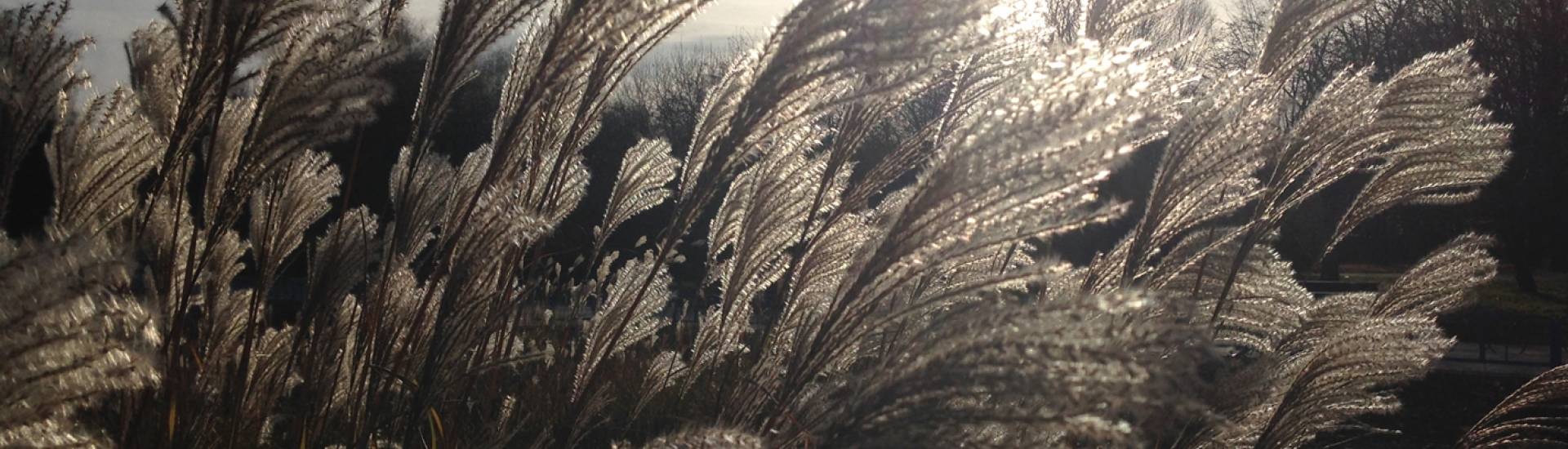 Roots or wings