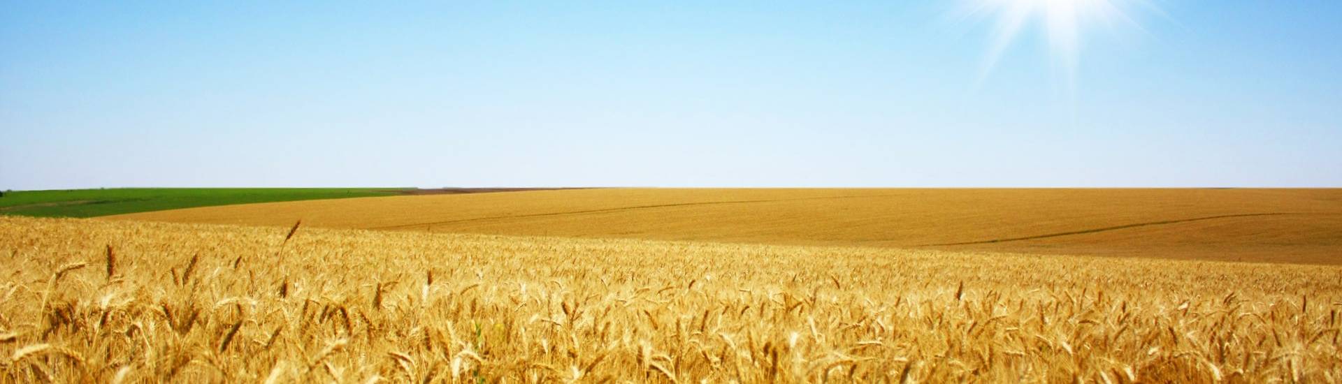 wheat field