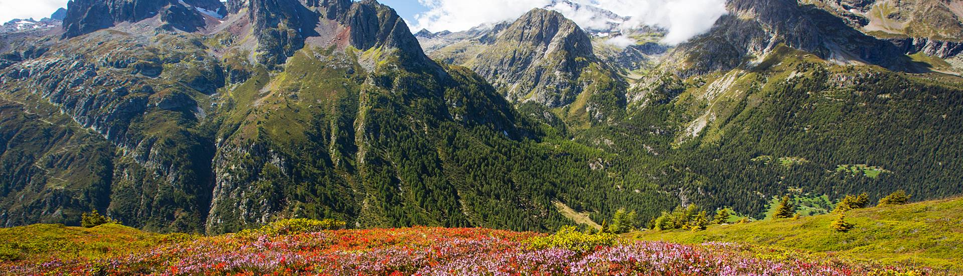 Alpine meadow
