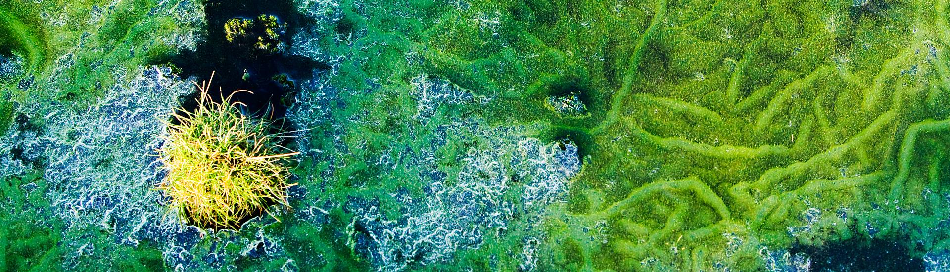 Aerial moss