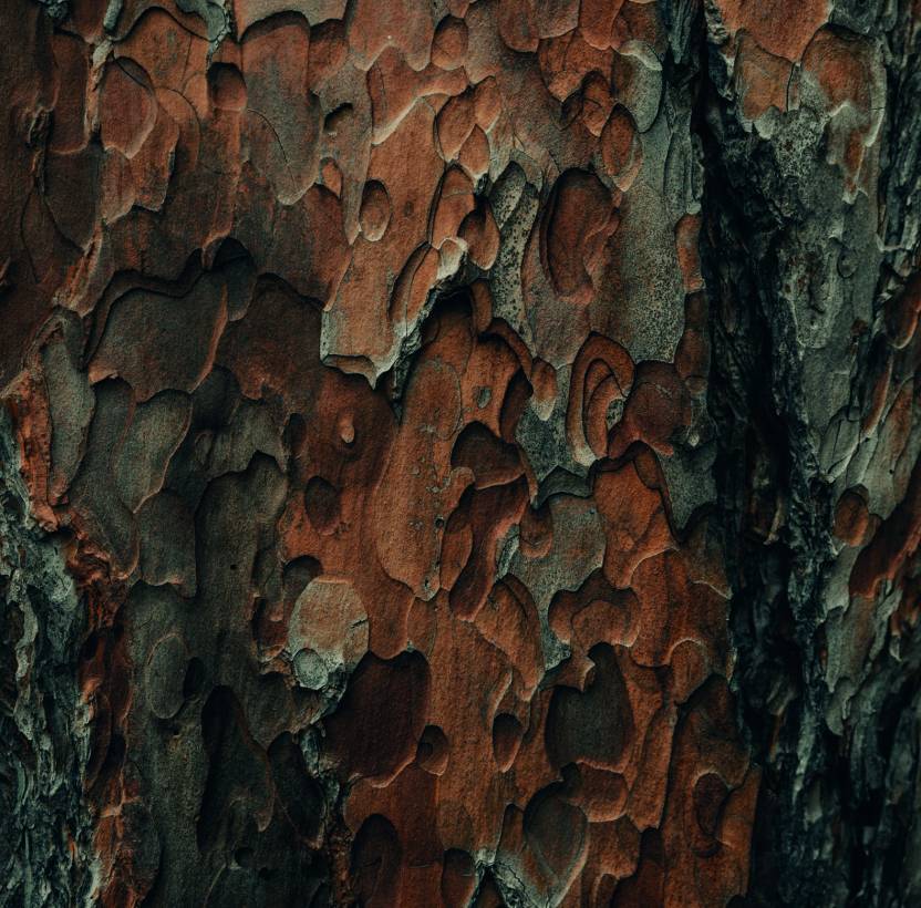 Close up photo of tree bark