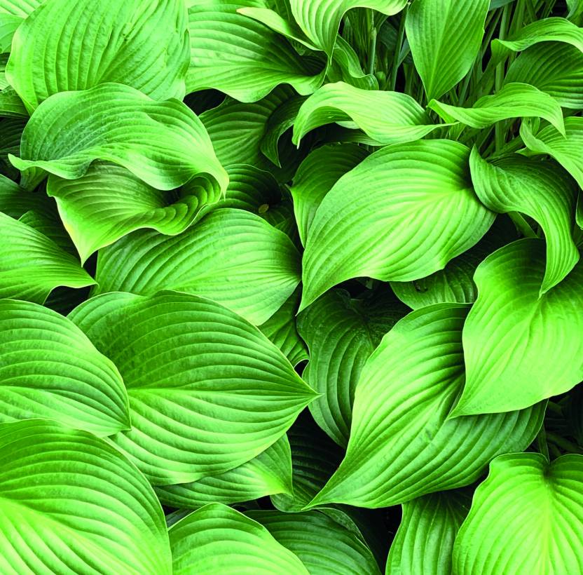 A close-up photo of green leaves