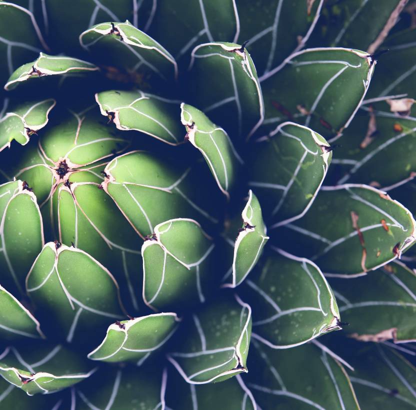 Leaves