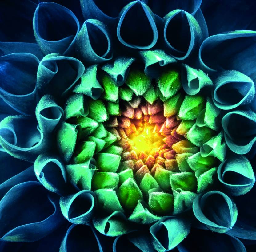 Gold centred flower