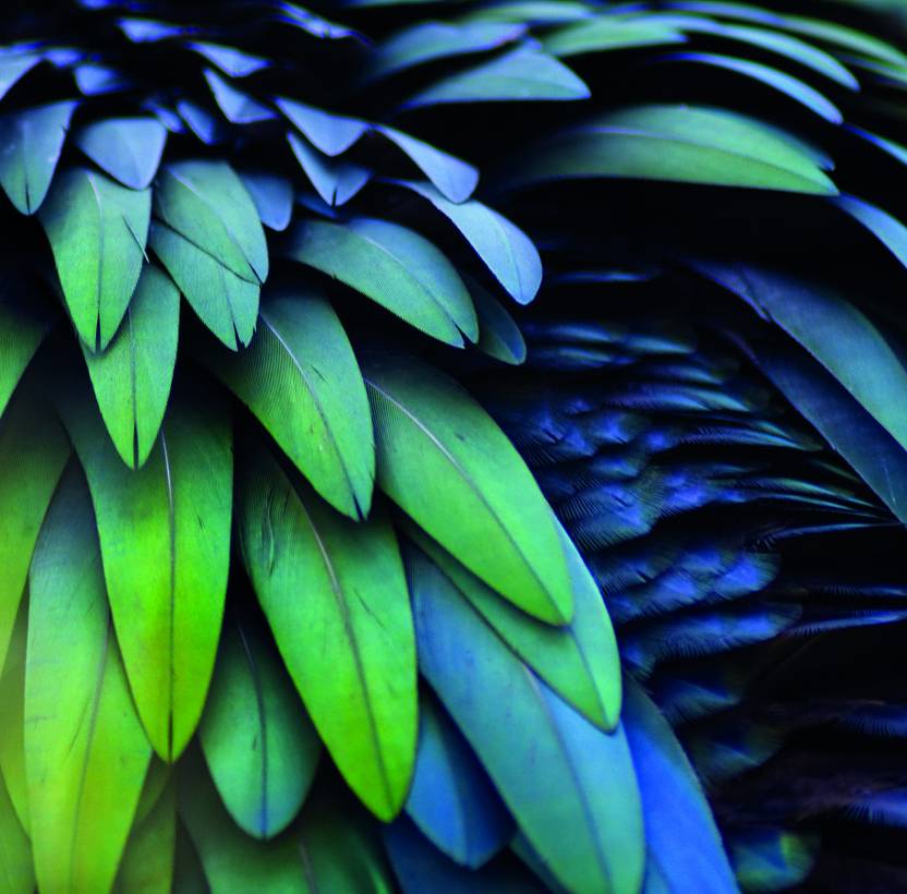 Feathers