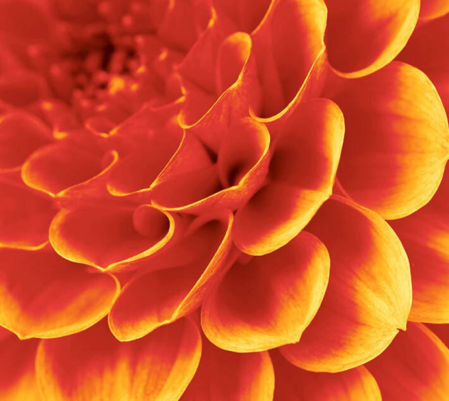 orange flower