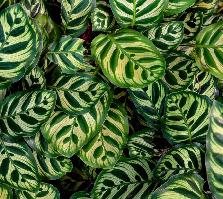 A close up of calathea leaves 