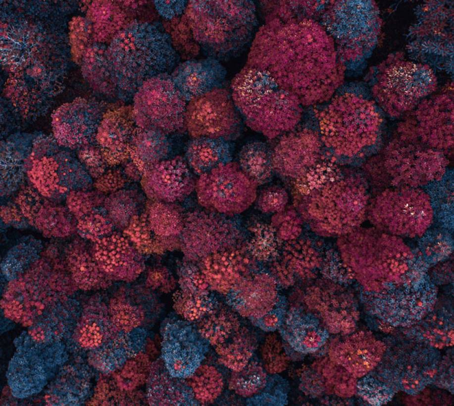 Aerial image of autumnal red trees 