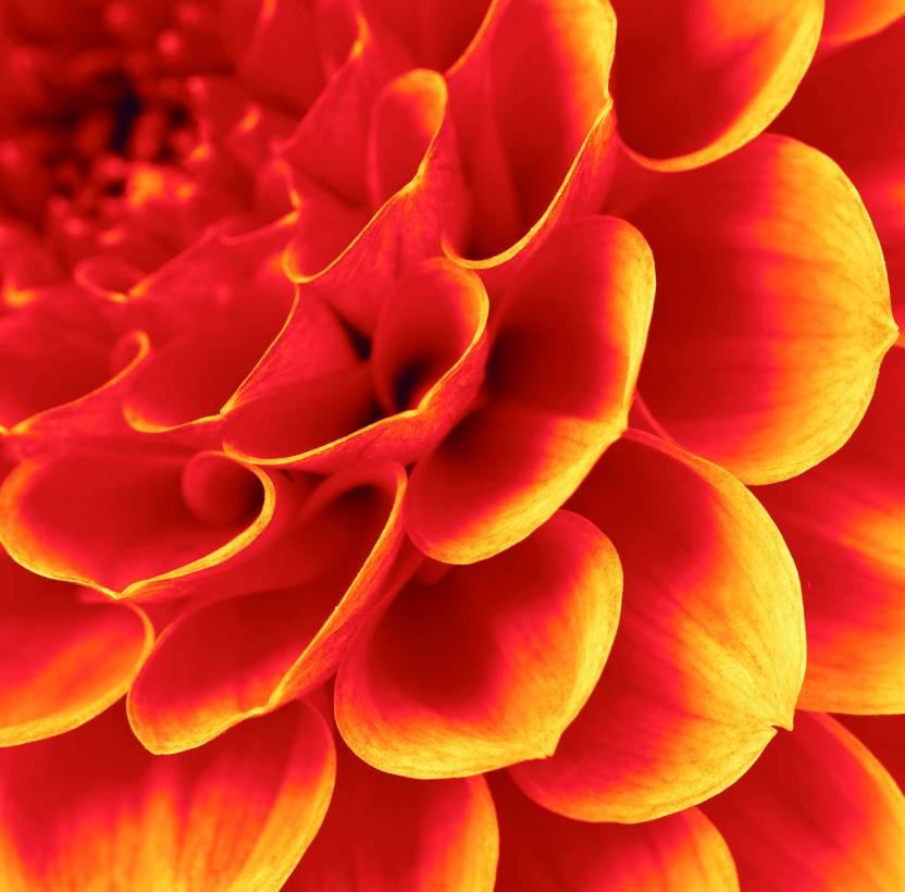 Flower close up