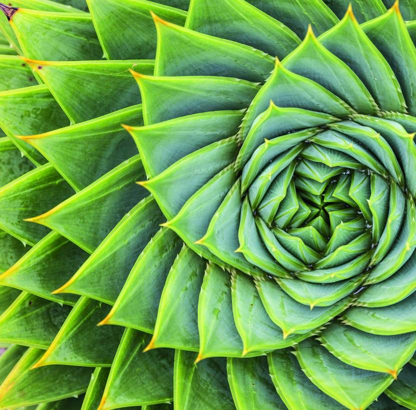 Detail of a plant