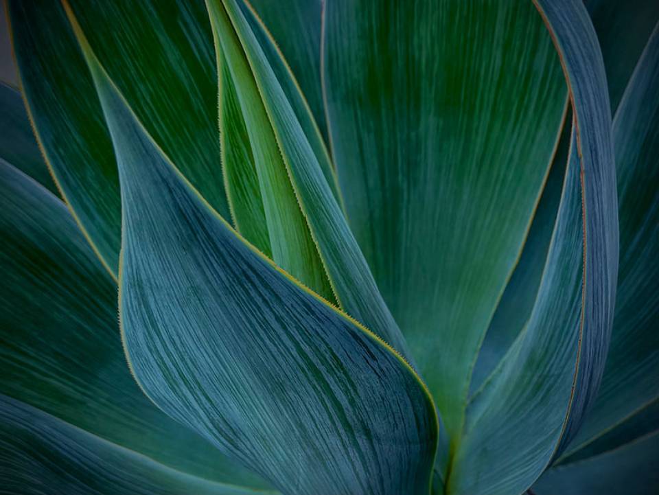 Eucalyptus