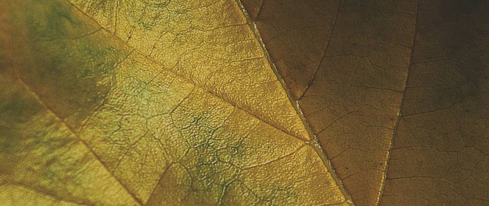 Gold leaf 
