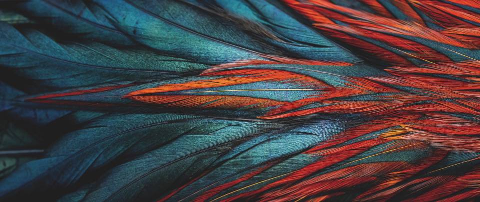 Feather detail