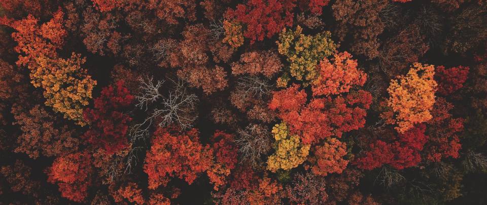 Autumnal trees from above
