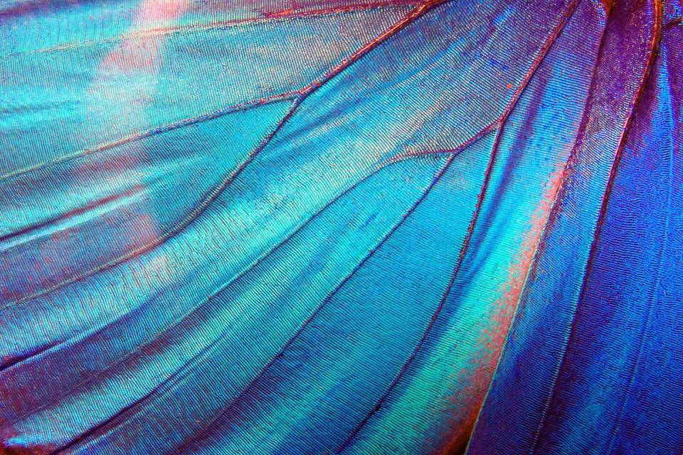 Blue wing close zoom