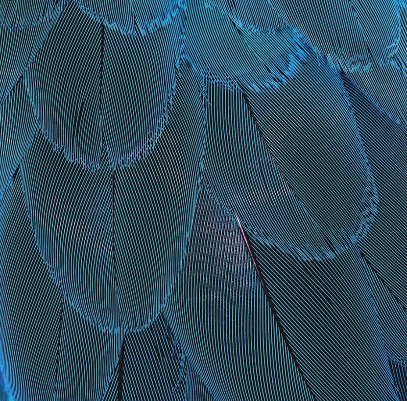 Feathers