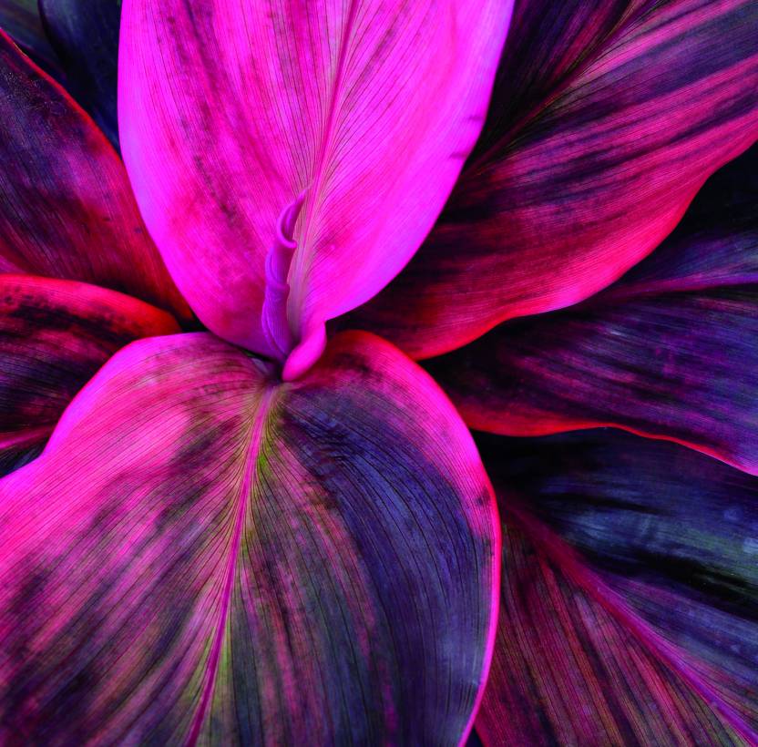 pink flower leaves